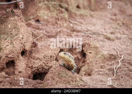 Lucertola placcato su un termite mount. Foto Stock