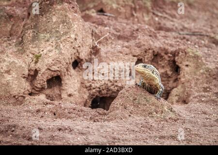 Lucertola placcato su un termite mount. Foto Stock