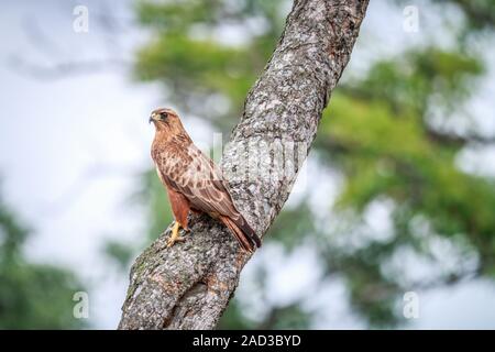 Bruno eagle seduto in una struttura ad albero. Foto Stock