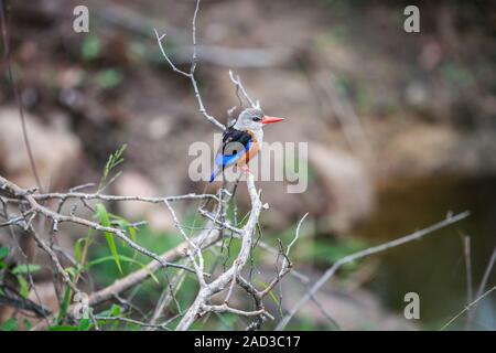 A testa grigia kingfisher seduto su un ramo. Foto Stock