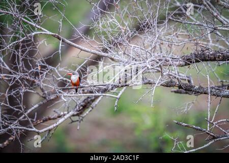 A testa grigia kingfisher seduto su un ramo. Foto Stock