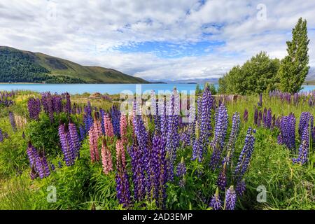 I lupini al Lago Tekapo, South Island, in Nuova Zelanda. L'lupin ( Lupinus polyphyllus) è una specie non indigene. Foto Stock