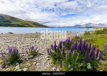 I lupini in ciottoli foreshore presso il Lago Tekapo, South Island, in Nuova Zelanda. L'lupin ( Lupinus polyphyllus) è una specie non indigene. Foto Stock
