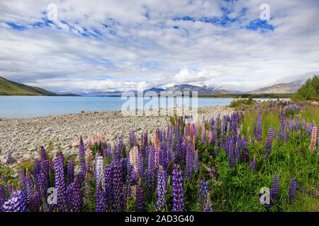 I lupini al Lago Tekapo, South Island, in Nuova Zelanda. L'lupin ( Lupinus polyphyllus) è una specie non indigene. Foto Stock