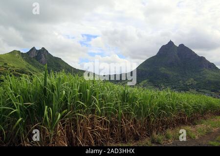 Maurizio, canna da zucchero campo presso la suggestiva montagna Pieter entrambi Foto Stock