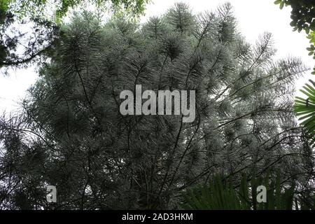 Maurizio, Araucaria columnaris, pini Cook im Botanischen Garten Foto Stock