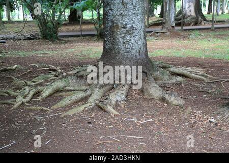 Maurizio, Araucaria columnaris, area di radice di un pino cook nel Giardino Botanico Foto Stock