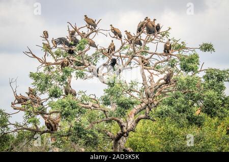 White-backed avvoltoi seduti in una struttura ad albero. Foto Stock