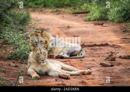 Due leoni che stabilisce in strada. Foto Stock