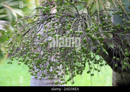 Maurizio, Pamplemousses, frutti di palma di Natale, Natale Palm, adonidia merrillii Foto Stock