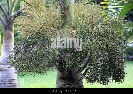 Maurizio, Pamplemousses, Weihnachtspalme, Natale Palm, adonidia merrillii Foto Stock