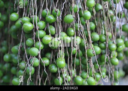 Maurizio, Pamplemousses, frutti di palma di Natale, Natale Palm, adonidia merrillii Foto Stock