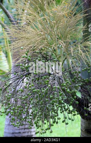 Maurizio, Pamplemousses, frutta e fiori di La Palma di Natale, Natale Palm, adonidia merrillii Foto Stock