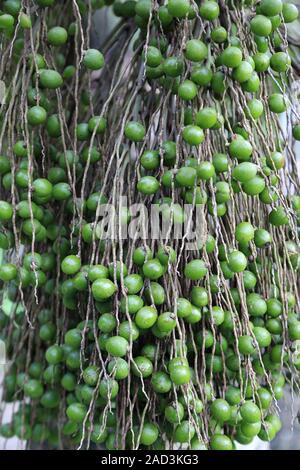 Pamplemousses, frutti di palma di Natale, Natale Palm, adonidia merrillii Foto Stock
