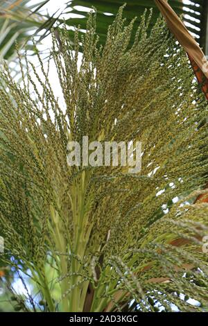 Pamplemousses, Natale fiori di Palm, Natale Palm, adonidia merrillii Foto Stock