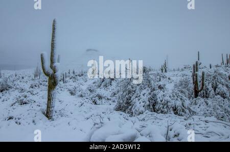 Coperte di neve cactus Saguaro nella parte Nord di Scottsdale Arizona dopo la tempesta nel Feb 2019 Foto Stock