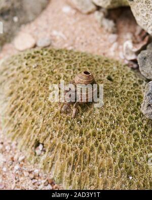 Un granchio di hermit foraggi su una roccia presso una spiaggia segreta, Mirissa in Sri Lanka Foto Stock