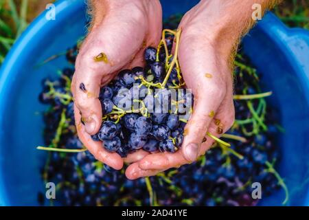 Uva schiacciata nelle mani dell'agricoltore. Preparazione casalinga di Beaujolais Nouveau vino Foto Stock