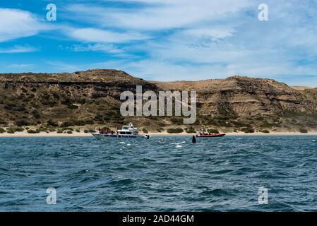 Penisola Valdes Argentina - 11 Ottobre 2013: le barche con i turisti guardando a sud le balene franche presso la Penisola Valdes in Argentina. Foto Stock