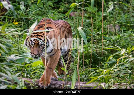 La tigre di Sumatra (Panthera tigris sondaica) caccia nella foresta tropicale, nativo dell'isola indonesiana di Sumatra, Indonesia Foto Stock