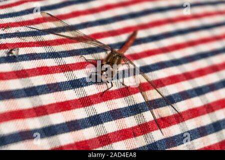 Common darter dragon fly in rosso e blu in tessuto a scacchi Foto Stock