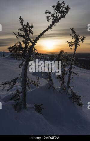 Coperte di ghiaccio bosco di abeti, Riisitunturi National Park, Lapponia, Finlandia Foto Stock