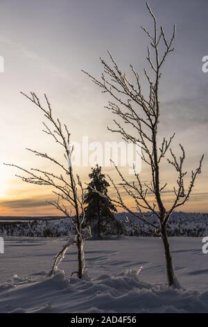 Coperte di ghiaccio betulle, Riisitunturi National Park, Lapponia, Finlandia Foto Stock