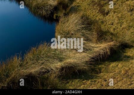 Erba lunga in corrispondenza di un bordo di una piscina di acqua su Houndkirk Moor vicino a Sheffield Foto Stock