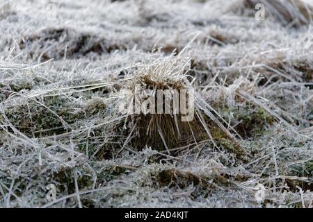 Dopo la pioggia pesante frost ha coperto la natura con uno spesso strato di ghiaccio, lame di erba sotto uno scudo di ghiaccio, vista dettagliata con la messa a fuoco e la sfocatura dello sfondo Foto Stock