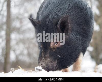 Un grande nero di maiale o di cinghiale scava nella neve Foto Stock