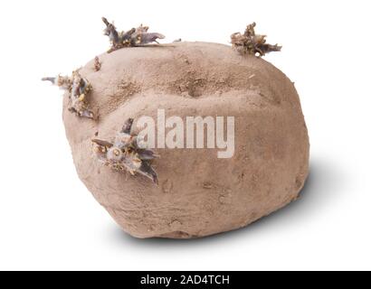 Sporca la germogliazione di patate Foto Stock