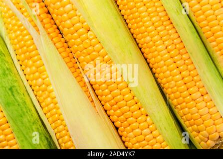 Impilati vicino sbucciate le pannocchie di granoturco in diagonale Foto Stock