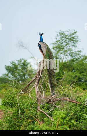 Un pavone Seduto maestosamente su un albero osservando il paesaggio di Udawalawe parco nazionale dello Sri Lanka Foto Stock