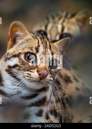 Asian Leopard Cat Prionailurus bengalensis Foto Stock