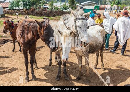 Etiopia. Amhara. Sbarcare. Settembre 21, 2019. Cavalli al mercato di sbarcare. Foto Stock