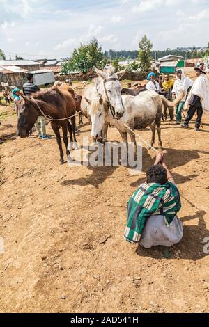 Etiopia. Amhara. Sbarcare. Settembre 21, 2019. Ragazzi con i cavalli a sbarcare. Foto Stock