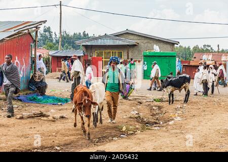 Etiopia. Amhara. Sbarcare. Settembre 21, 2019. L'uomo con i bovini al mercato di sbarcare. Foto Stock