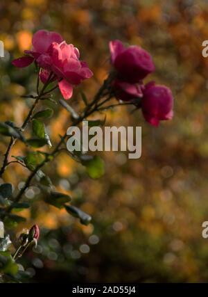 Ultima Rosa cluster dell'anno - Rosa "rosa" perpetue in autunno la luce del pomeriggio Foto Stock