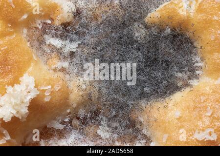 Macro Close-up di pane stampo (Rhizopus) sviluppato su un pezzo di biscotto zuccherato. Foto Stock