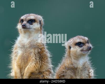 Meerkats o suricate Suricata suricatta Foto Stock