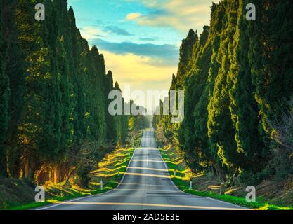 Bolgheri famosi cipressi alberi viale rettilineo orizzontale. Punto di riferimento della Maremma Toscana, Italia, Europa. Foto Stock