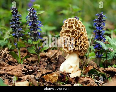 Comune o Morel giallo Morel - Morchella esculenta Foto Stock