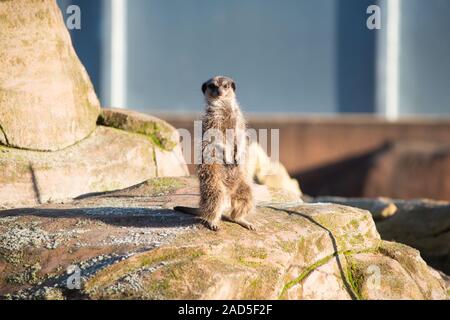 Meerkats a cinque suore zoo West Lothian Foto Stock