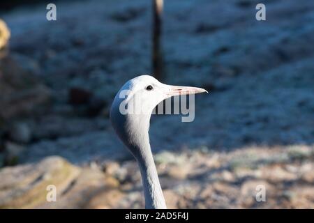 Il Blue Crane a cinque suore zoo West Lothian Foto Stock