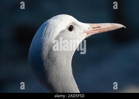 Il Blue Crane a cinque suore zoo West Lothian Foto Stock