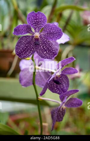 Sri Lanka, Giardino Botanico - Agosto 2015 - fioriture di orchidee Foto Stock