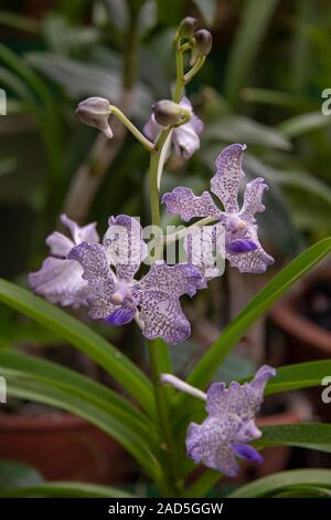 Sri Lanka, Giardino Botanico - Agosto 2015 - fioriture di orchidee Foto Stock