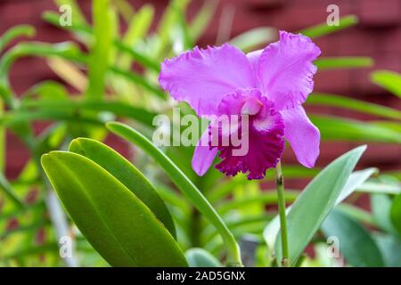 Sri Lanka, Giardino Botanico - Agosto 2015 - fioriture di orchidee Foto Stock