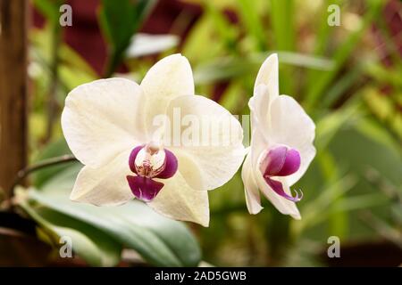 Sri Lanka, Giardino Botanico - Agosto 2015 - fioriture di orchidee Foto Stock