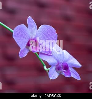 Sri Lanka, Giardino Botanico - Agosto 2015 - fioriture di orchidee Foto Stock